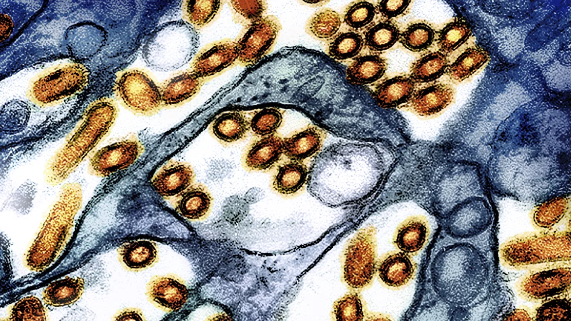 The process of aging cheeses made with raw milk may not inactivate the bird flu virus, a study has found